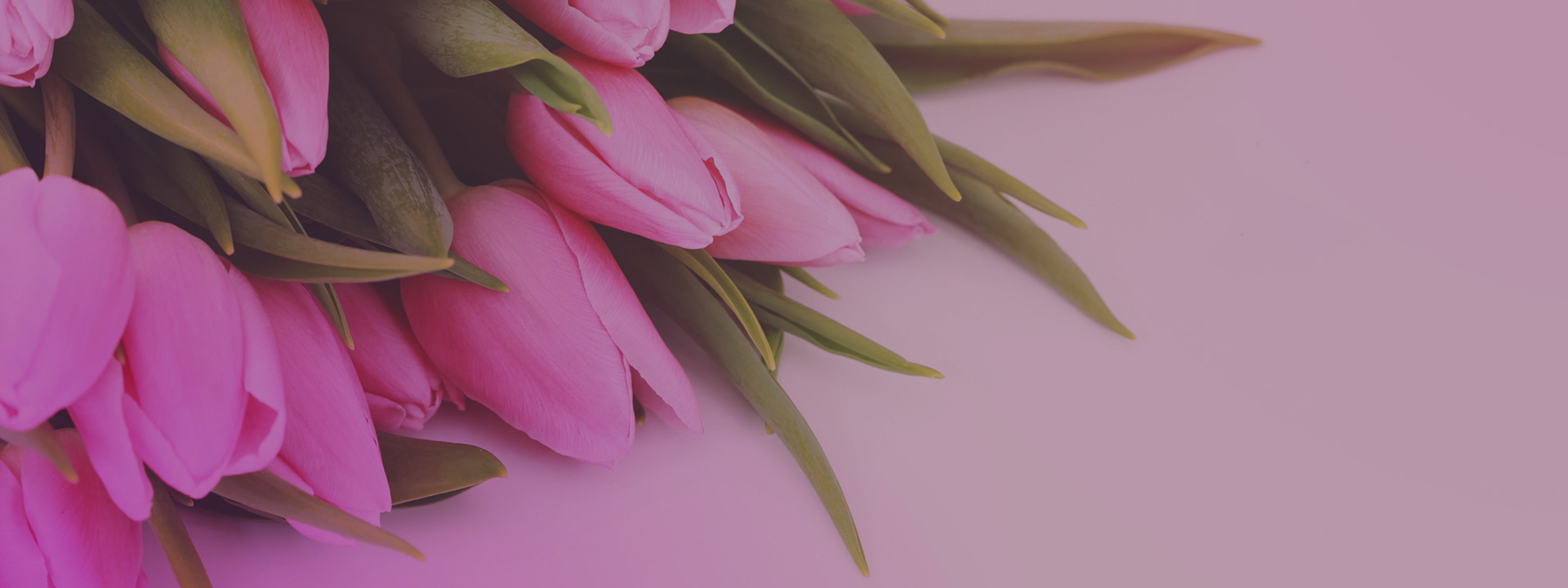Pink-Tulips-2000x750