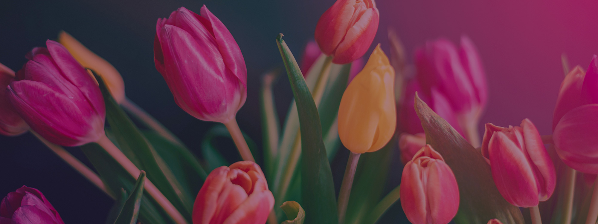 Colourful-Tulips-2000x750px