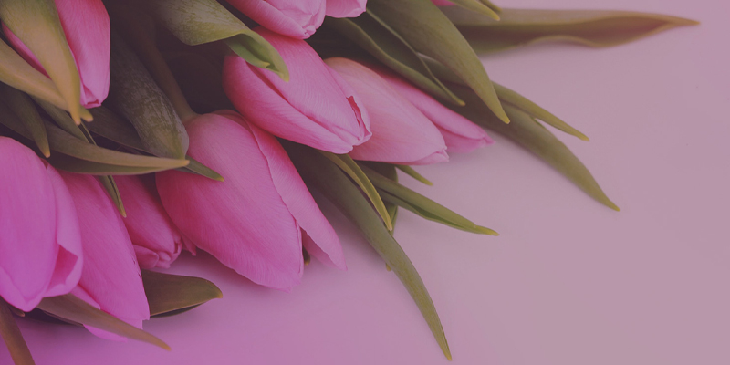 Pink-Tulips-800x400