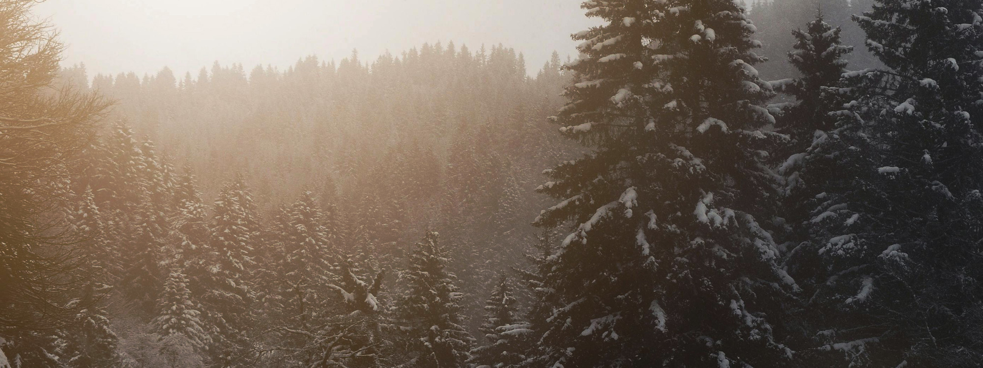 Forest-snow-2000x750