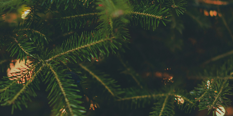 Christmas-tree-800x400