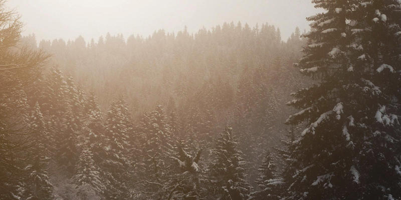 Forest-snow-800x400